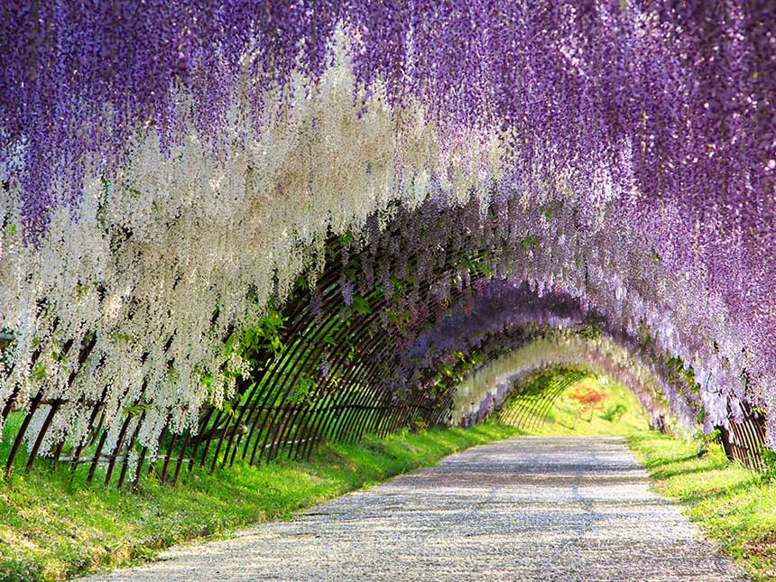 In Giappone, un tunnel di glicine