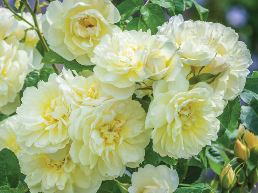 Imogen, la rosa che non si ammala mai