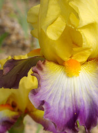 Iris tutte nuove