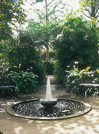 Acquerello Botanico alla Mortella