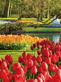 Riapre Keukenhof, il parco più bello d’Olanda
