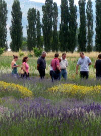 Lavanda in festa