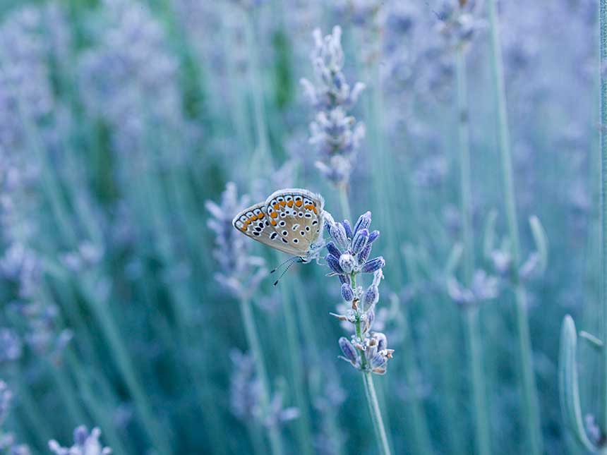 I mille usi della lavanda per la salute e il benessere