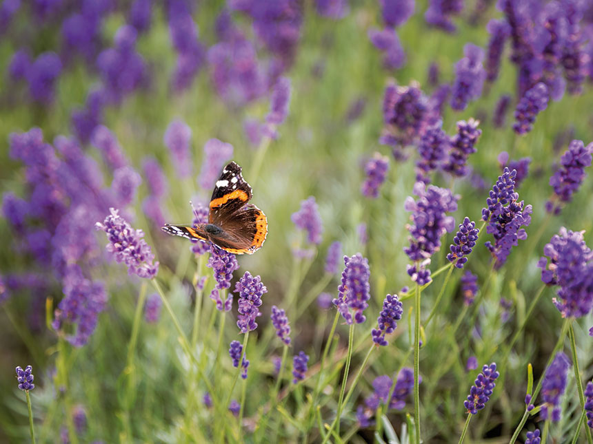 Lavanda, benessere e sostenibilità