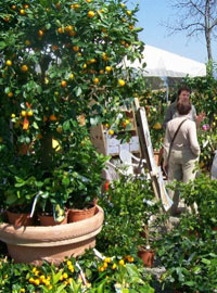 Fiori sulle mura di Lucca