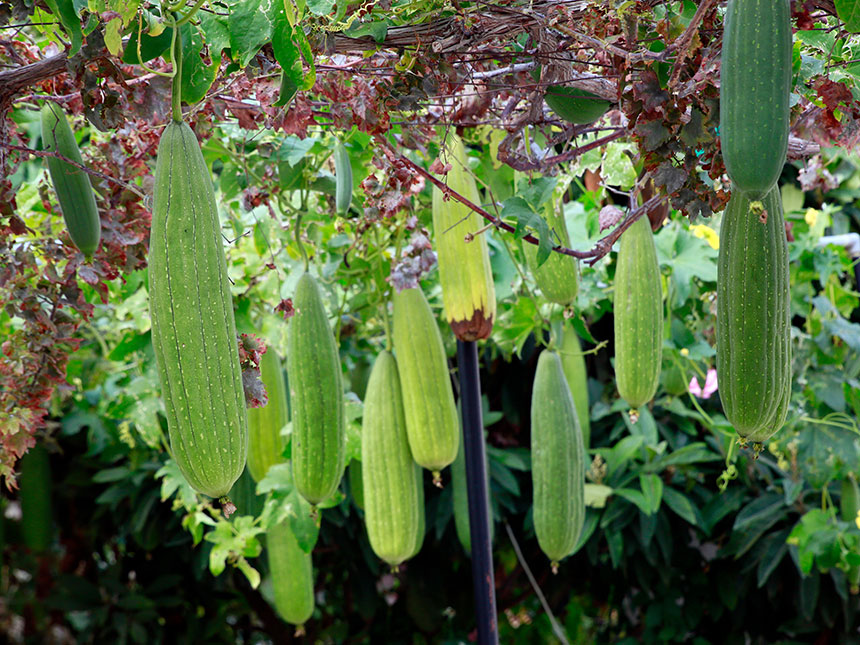 Luffa, la zucca-spugna che fa bene alla pelle