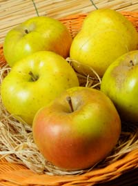 Pomaria: mele in festa in Val di Non