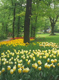 Messer Tulipano al castello
