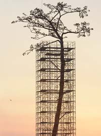 Ciliegi in fiore per dare un futuro a Fukushima