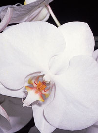 Coltivare le orchidee in casa
