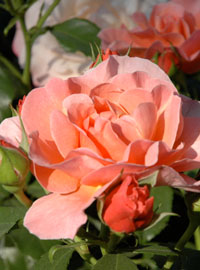 Rose a Bussolengo