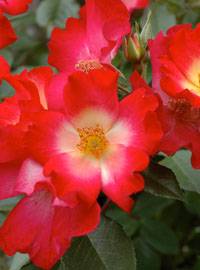 A Monza: le rose nuove