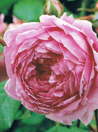 La rosa “sentinella” dell’uva