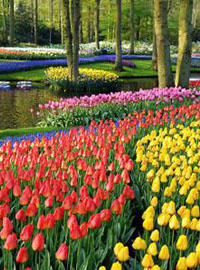 In Olanda sulla scia dei tulipani