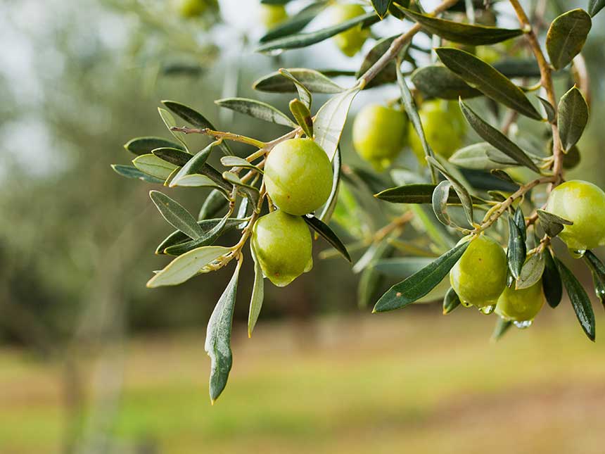 Olivi, un pericolo che avanza
