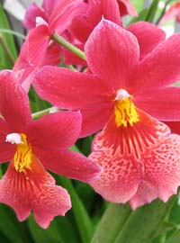 Festival delle orchidee