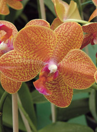 Festa tra le orchidee