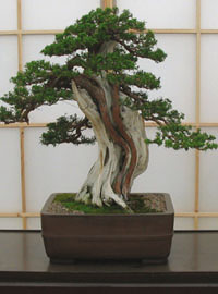 Bonsai in villa