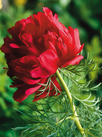 Peonie fra le peonie