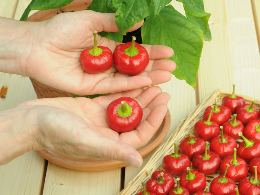 Collezionare peperoncini, una passione hot