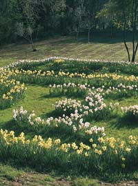Narcisi a Villa la Pescigola