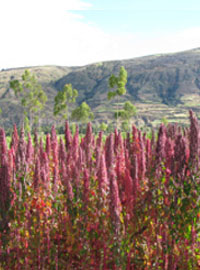 Quinoa, pianta dell’anno