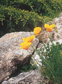 Giardinaggio alpino