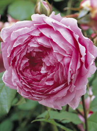 La Rosa del Bardolino