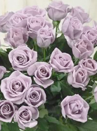 Dal Giappone la rosa blu