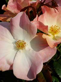 Giorni di rose al vivaio
