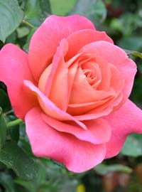 Rose d’estate