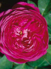Profumo di rose al vivaio