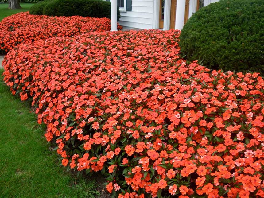 Sunpatiens, soluzione innovativa