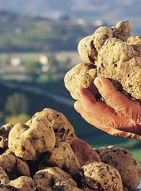 Tartufi a Casola Valsenio