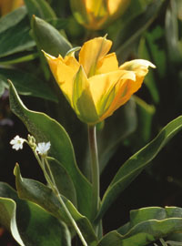 Tulipanomania al Giardino Sigurtà