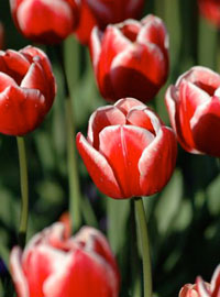 2000 tulipani antichi al Rijksmuseum