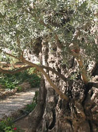 Getsemani: ulivi da curare