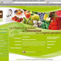 Tecniche per giardini verticali