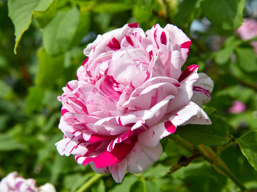 I fiori profumati conquistano il cuore degli Italiani