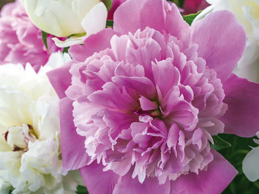 Peonie, il profumo dell’amore con tanta bellezza