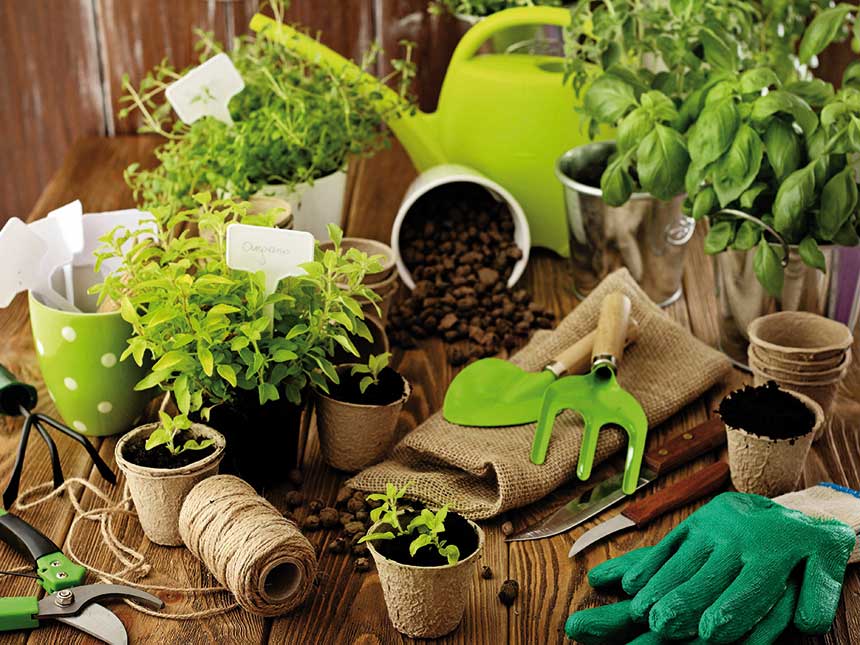 Consigli utili per coltivare bene le piante aromatiche