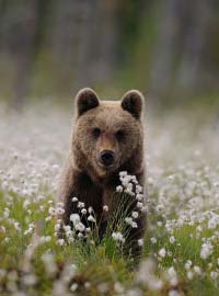 WWF, Oasi aperte e raccolta fondi per salvare l’orso bruno