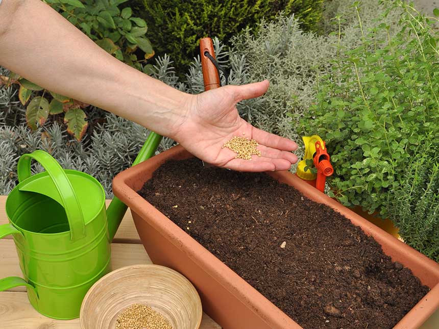 Scegliere gli ortaggi per le semine di primavera
