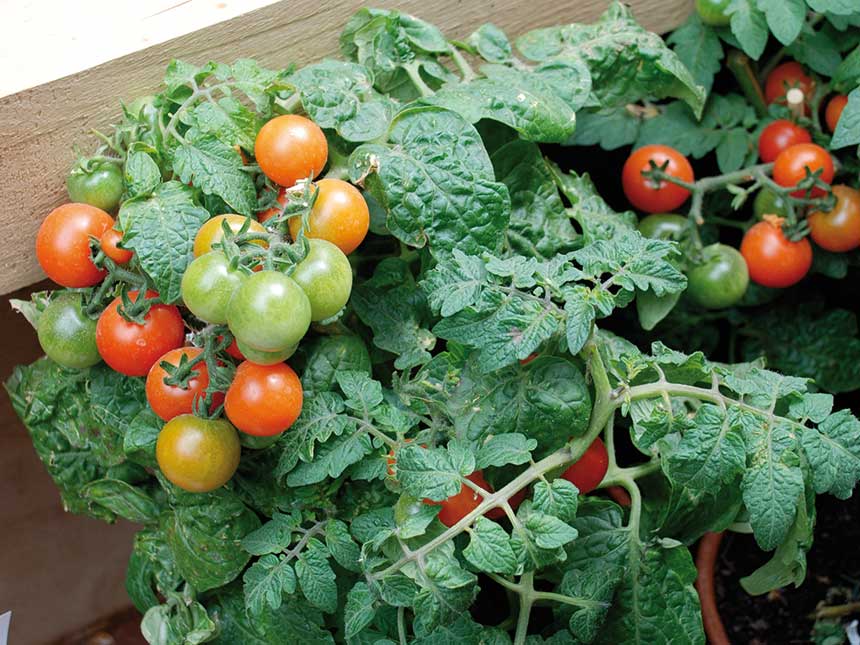 Pomodori per chi ha poca pazienza