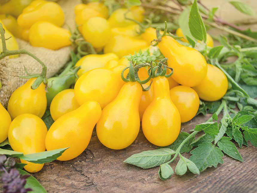 Pomodori gialli, più ricchi di vitamine e antiossidanti
