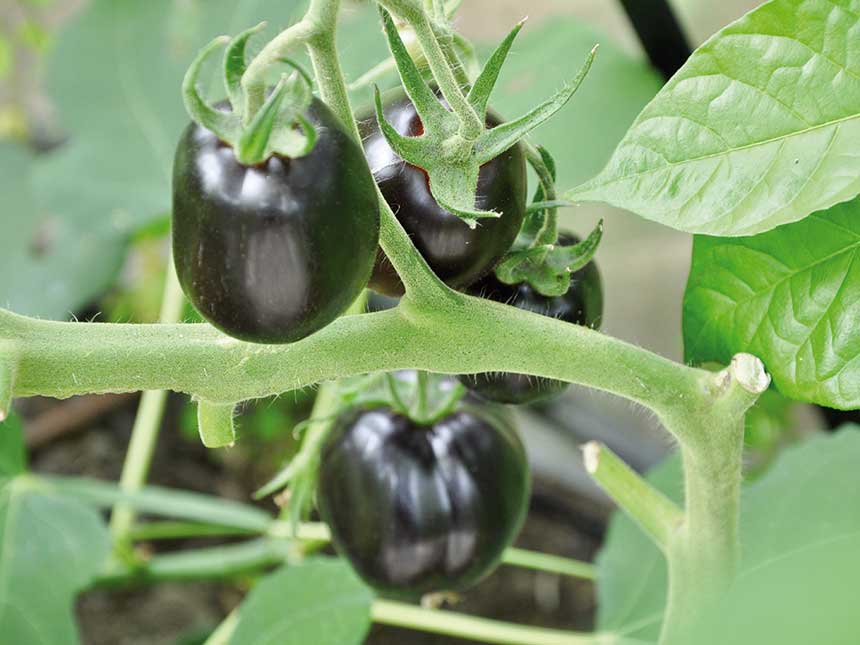 Il pomodoro nero, ortaggio dalle molte virtù