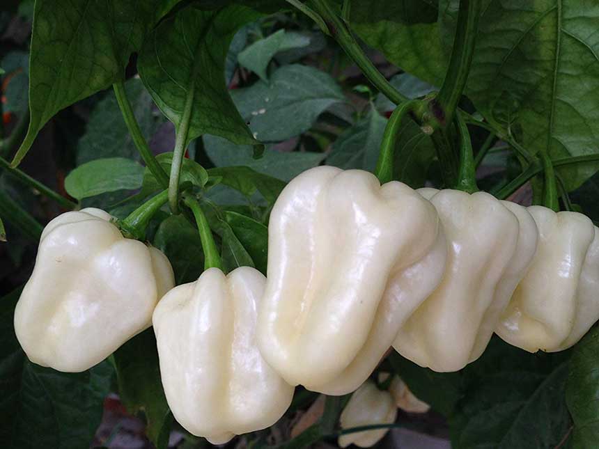 Il curioso peperoncino bianco