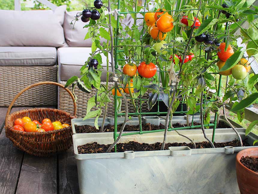 Orto in balcone, quanto spazio occorre?