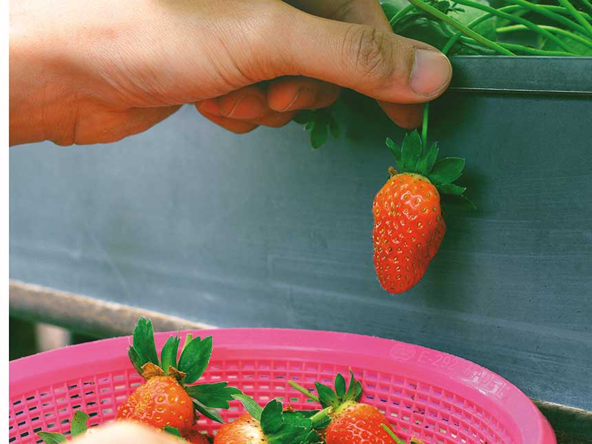Le fragole, belle da vedere e buone da mangiare