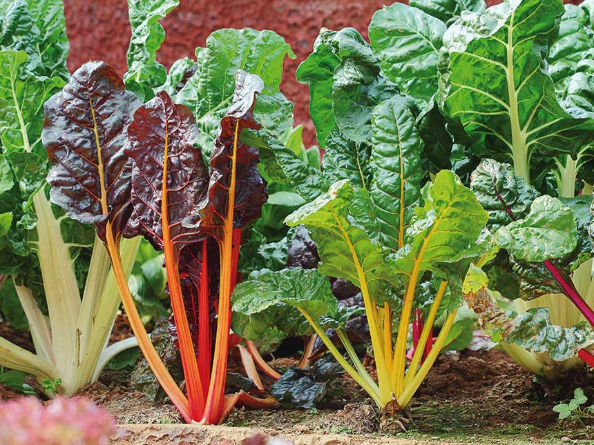 Il colore nell'orto e il sapore in tavola